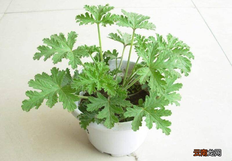可以有效驱蚊的植物有哪些