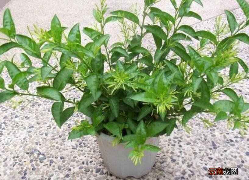 可以有效驱蚊的植物有哪些