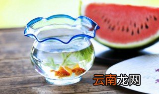 家里养的锦鲤死了有什么不好 在家里怎么养锦鲤才不会死