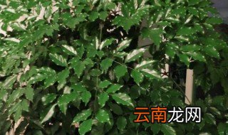 粗干大幸福树怎么养才茂盛 幸福树怎么养才长得茂盛