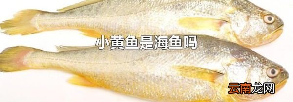小黄鱼是海鱼吗