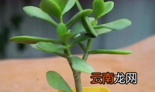 玉树怎么养才，玉树的养殖技巧