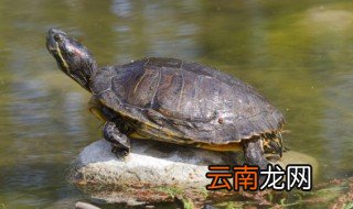 小乌龟怎么养才健康 小乌龟怎样养最健康