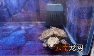 佛鳄龟怎么养修长甲型 佛鳄龟甲怎么养才亮