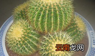 金虎花开花吗? 金虎怎么养才开花