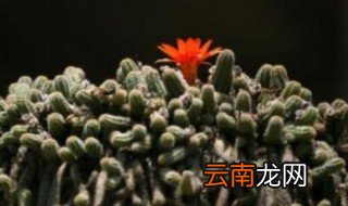 仙人鞭怎么养才开花 仙人鞭开花是什么样的呢