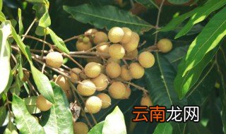 龙眼发霉了该怎么办才能吃 龙眼发霉了该怎么办