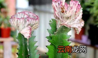 龙骨怎么养才长很多分枝 龙骨怎么养才能分叉