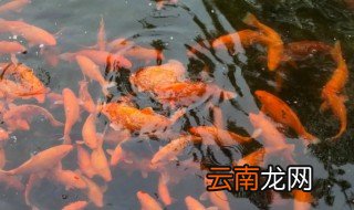 红鲤鱼怎么养才不容易死 红鲤鱼怎么养才能活