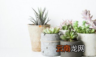 多肉容易生病吗 多肉怎么养才不容易生病