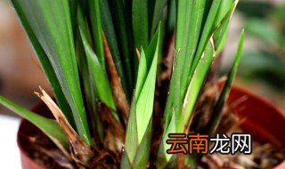 兰花怎么养才挺拔 怎样把兰花养的更壮实