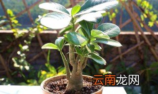 叶子花怎么养才长枝，大叶栀子花好养