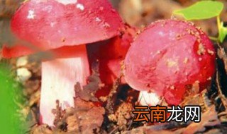 红菇能放冰箱吗保鲜吗，红菇需要冷藏吗