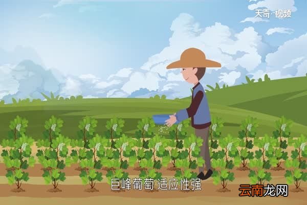 巨峰葡萄产地巨峰葡萄产地在什么地方