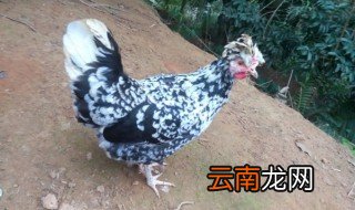 贵妃鸡怎么养才把它养好，贵妃鸡好养活吗