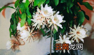 昙花一现怎么养才长能长的快 昙花怎么养才能长得快