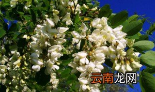 槐花的花语和文化寓意? 槐花的简介