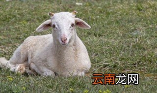 羊驼自己可以养么 才买回来的羊驼怎么养
