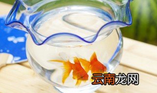 龙睛金鱼为什么不好养 龙睛金鱼怎么养才不会死