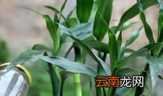 在家怎么养富贵竹才旺盛 富贵竹竹怎么养才能更旺盛