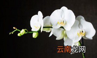 兰花怎么养才不会根弱 根弱的兰花怎么养