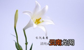 百合的花语和寓意? 百合的花语和寓意介绍