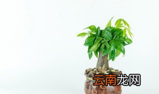 发财树根多好吗 发财树树根怎么养才长得好