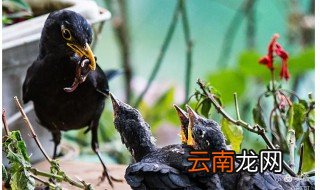 黑八哥怎么养才不会飞走，家里飞来黑色八哥是饲养还是放走