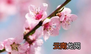 如何旺桃花,不要烂桃花 桃花怎么养才不会烂