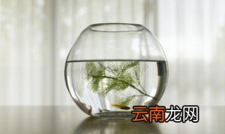 太阳鱼怎么养才发色，太阳鱼如何饲养