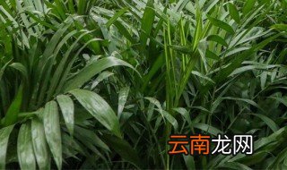 夏威夷椰子怎么养才茂盛 夏威夷椰子怎么养才能爆盆