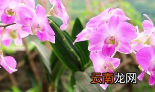 石斛兰怎么养才不长根 石斛兰没有根了,怎么养出根