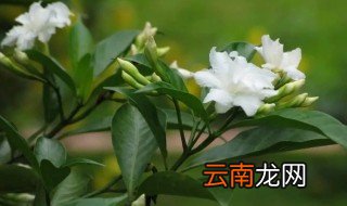 如何养狗牙花 狗牙花怎么养才开