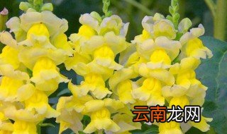 金鱼草叶子发蔫 金鱼草怎么养才不烂叶