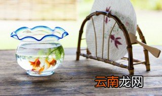 孔雀鱼苗养不活 孔雀鱼苗怎么养才不会死