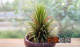 怎么才可以把空气凤梨养好 如何养好空气凤梨