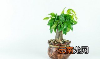 大财树怎么养才不会变红，发财树养不好的原因