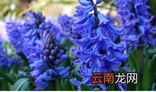 风信子的花语和寓意? 风信子的花语和寓意有哪些