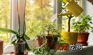 在家养花怎么养才不生虫 如何养花不生虫子