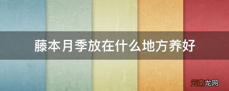 藤本月季放在什么地方养好