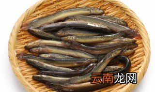 幼年泥鳅要怎么养才不会死 泥鳅如何养能活得更长