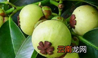 养山竹怎么样才不黄叶子 山竹怎么养叶子才不会黄?