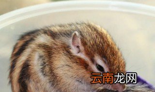 三线花栗松鼠怎么养才粘人，花栗鼠和松鼠哪个好养