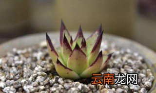 韩国乌木怎么养才不会上色，乌木怎么养才能到极致状态