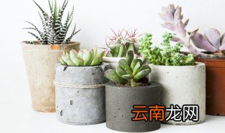 室内养的多肉怎么才算大 多肉合适在室内养嘛