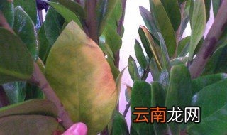摇钱树叶子发黄掉怎么办 摇钱树叶子发黄掉的处理方法