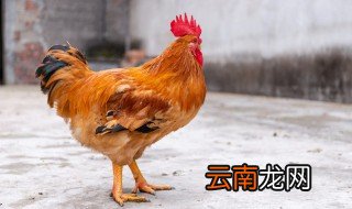 自家养的鸡怎么才能肥 公鸡怎么养才肥