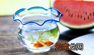 热带鱼不好养 热带鱼怎么养才不会坏