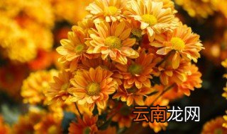 菊花怎么养才长得快 菊花怎么养活的长