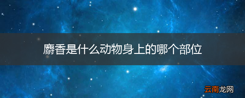 麝香是什么动物身上的哪个部位